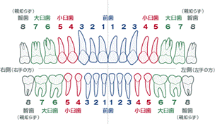 歯は何本